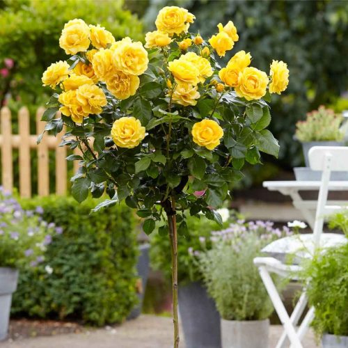 Yellow Roses / Rosa – Half Standard