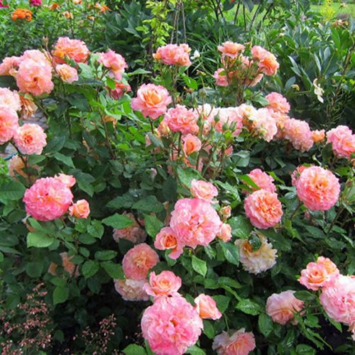 Roses (Augusta Luise Rose) – Shrub