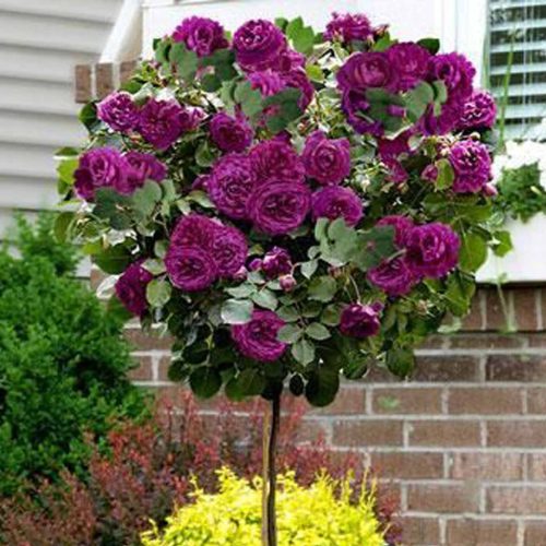 Purple Roses – Half Standard