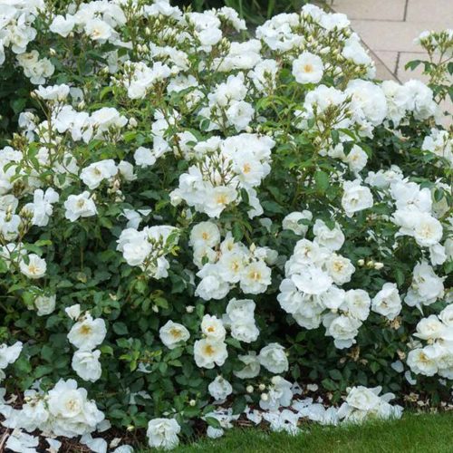 White Roses - Ground Cover