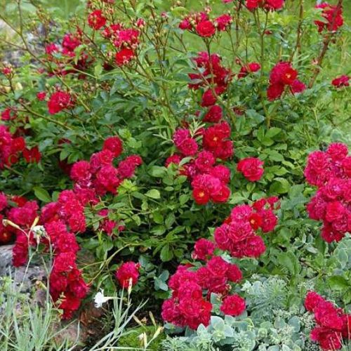 Roses "Fairy Dance" - Ground Cover