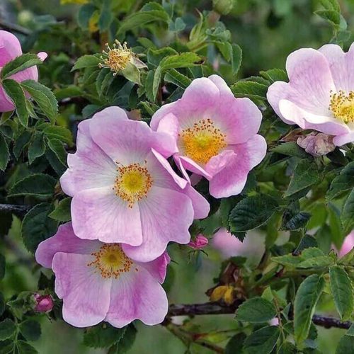 Pink Roses (Canina Rose) – Shrub