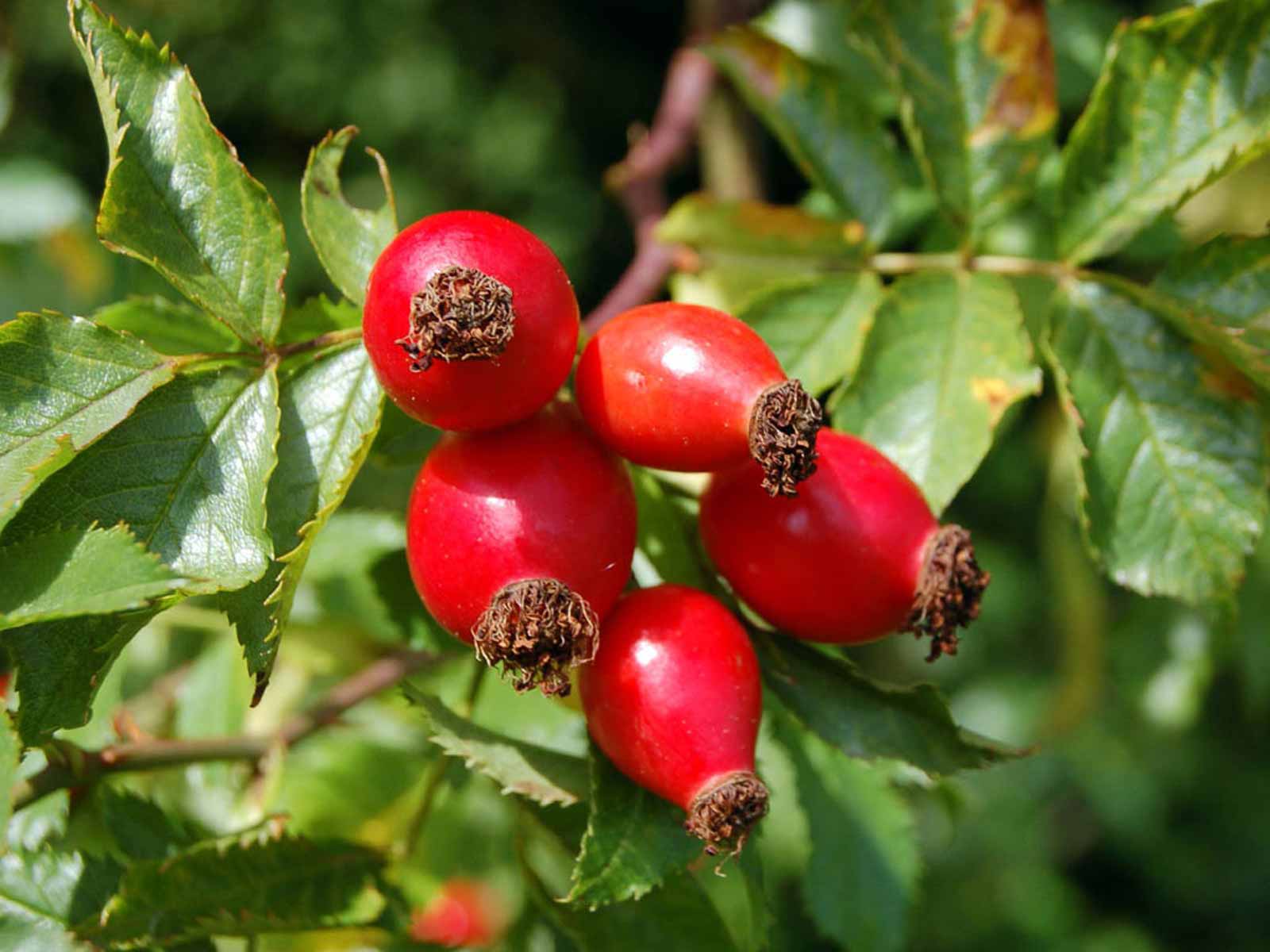 Pink Roses (Canina Rose) &ndash; Shrub &ndash; Garden Plants Online