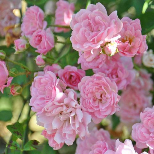 Pale Pink Roses (Banksiae Rosea) – Climbing