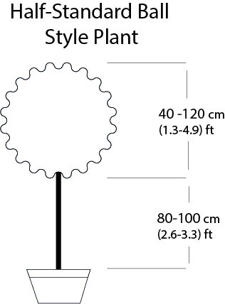 Half-std Ball Style Plant