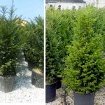 Taxus Baccata (English Yew) – Shrub