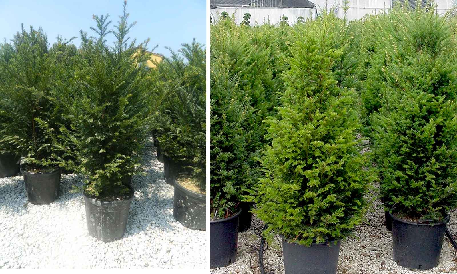 Hedging Plants Garden Plants Online