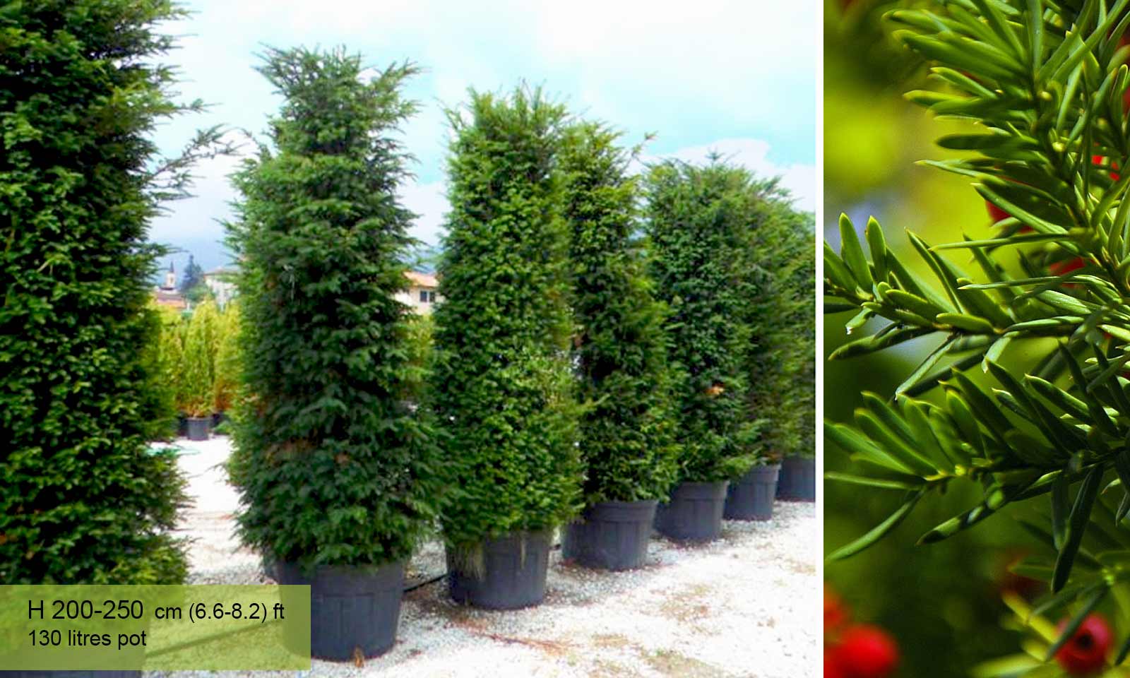 Image of Yew (Taxus baccata) shrub