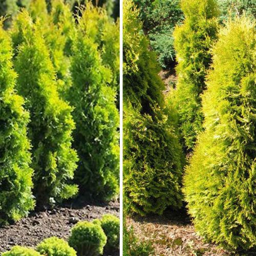 Thuja Occidentalis Jantar (Amber Gold Arborvitae)