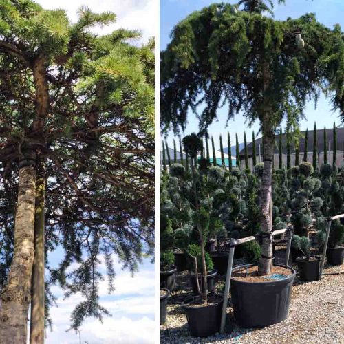 Cedrus Deodara Pendula (Weeping Deodar Cedar) - Roof Shaped