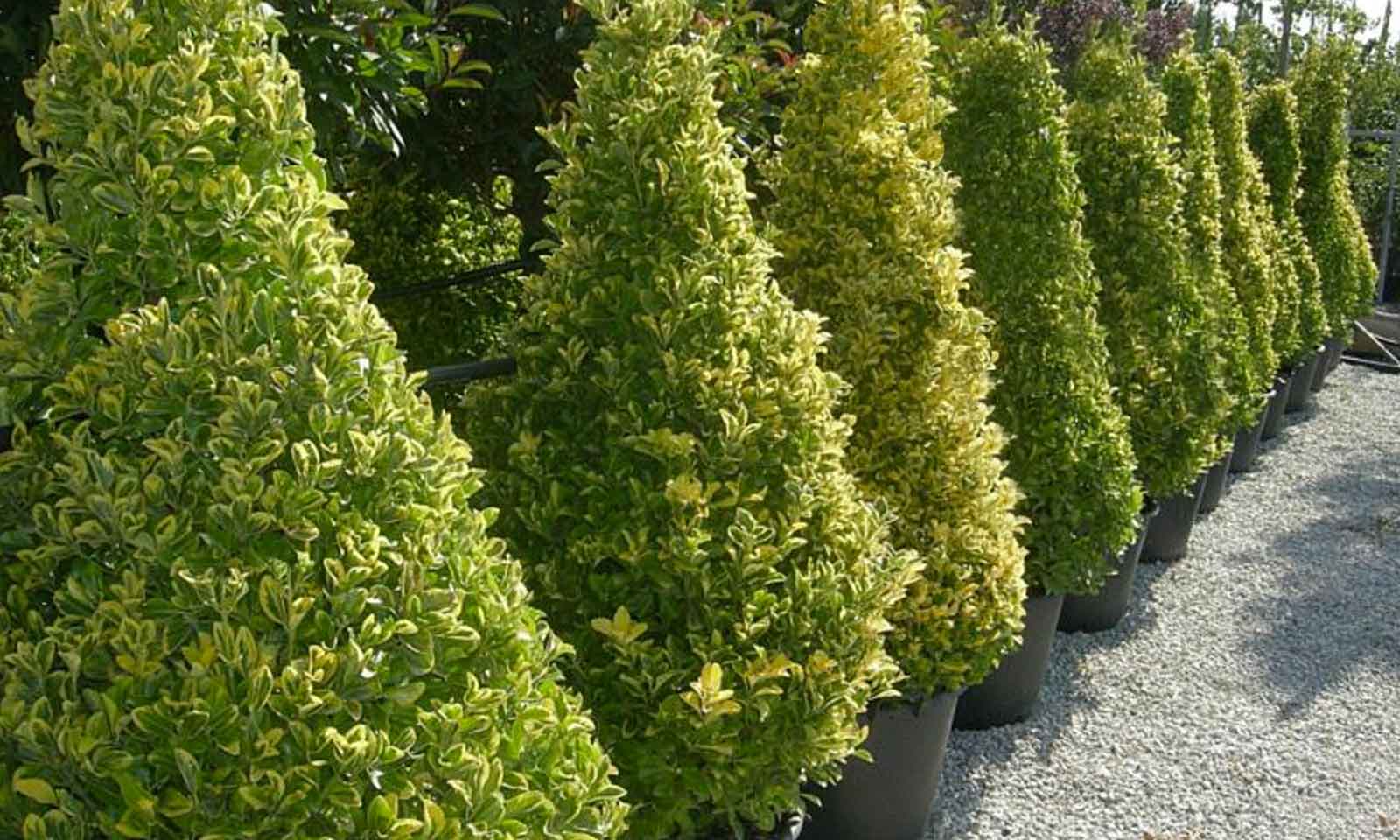 Euonymus Japonicus Elegantissimus Aureus Japanese Spindle Aureus Cone Garden Plants Online