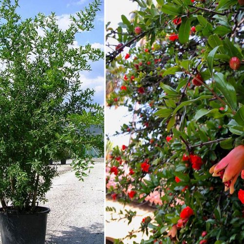 Punica Granatum (Pomegranate Tree) - Shrub