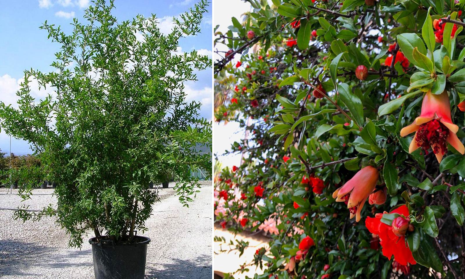 Punica Granatum (Pomegranate Tree) - Shrub