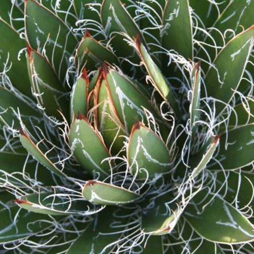 Agave Filifera (Thread-Leaf Agave)