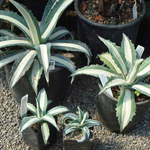 Agave Americana Mediopicta (Mediopicta Century Plant)