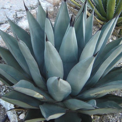 Agave Nigra (Sharkskin Agave)