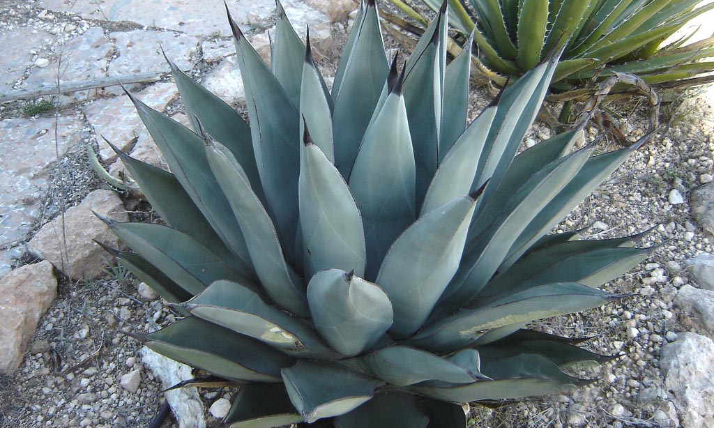 Agave Nigra (Sharkskin Agave) – Garden Plants Online