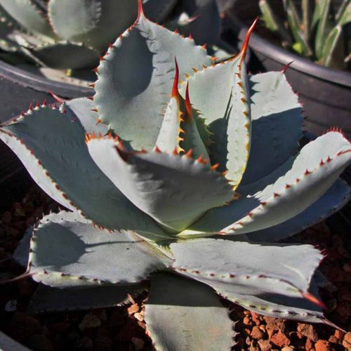 thumbnail image 2 of Agave Americana (Century Plant) - World Of Succulents 2 of 13