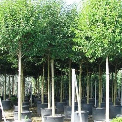 Ligustrum Japonicum (Japanese Privet) – Standard