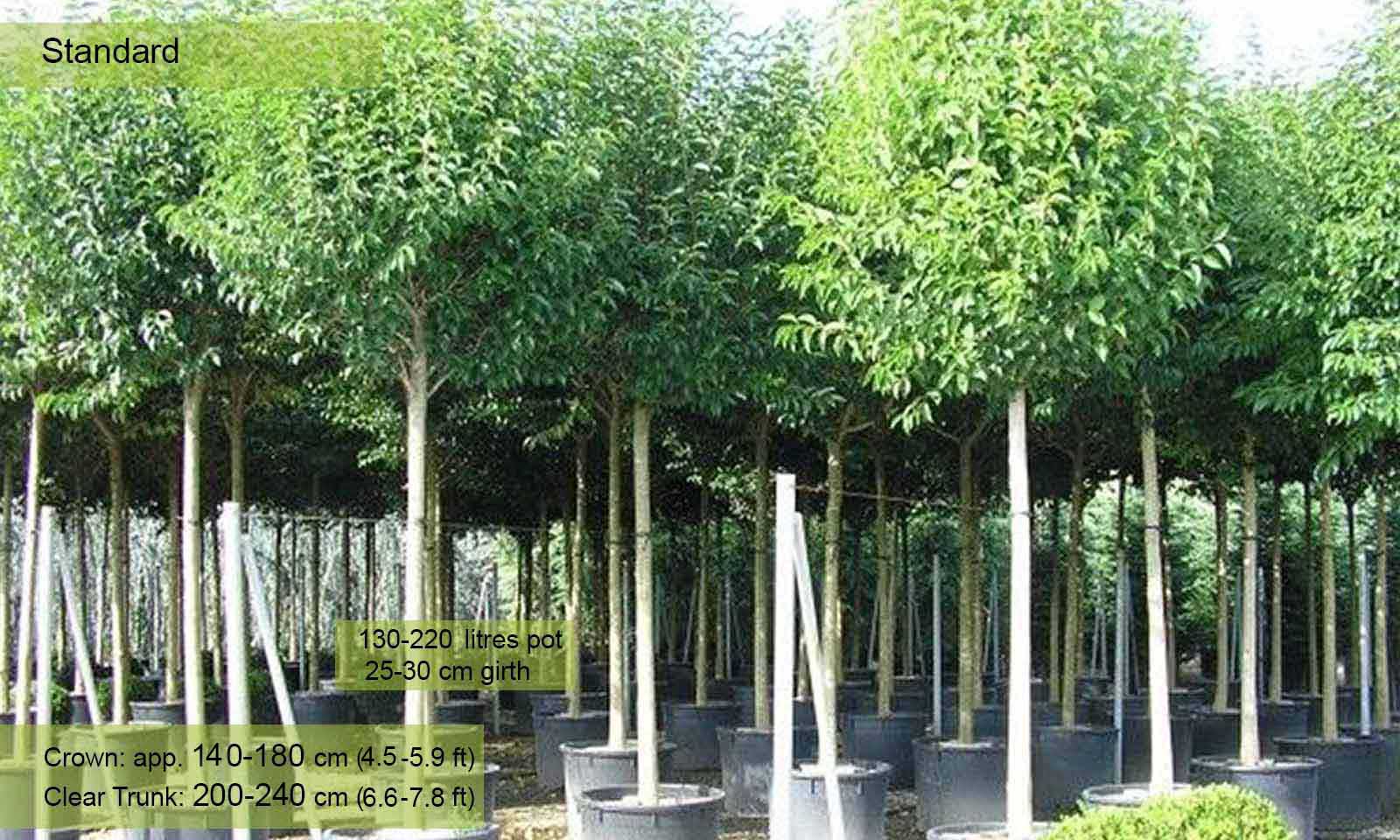 Image of Japanese privet tree in pot