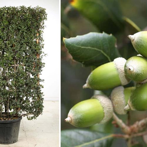 Quercus Ilex (Holm Oak / Evergreen Oak) - Espalier