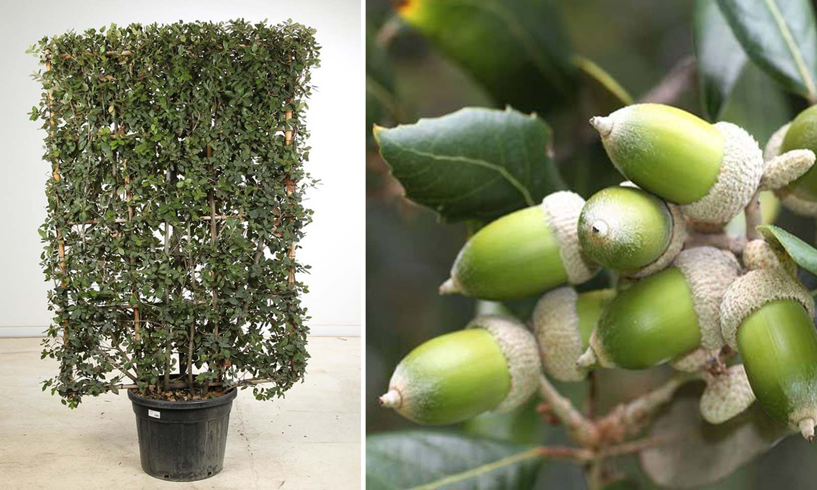 Quercus Ilex (Holm Oak / Evergreen Oak) - Espalier