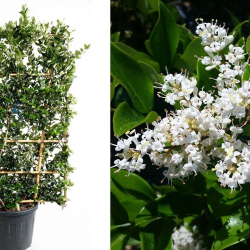 Ligustrum Japonicum 'Texanum' (Japanese Privet 'Texanum') - Espalier