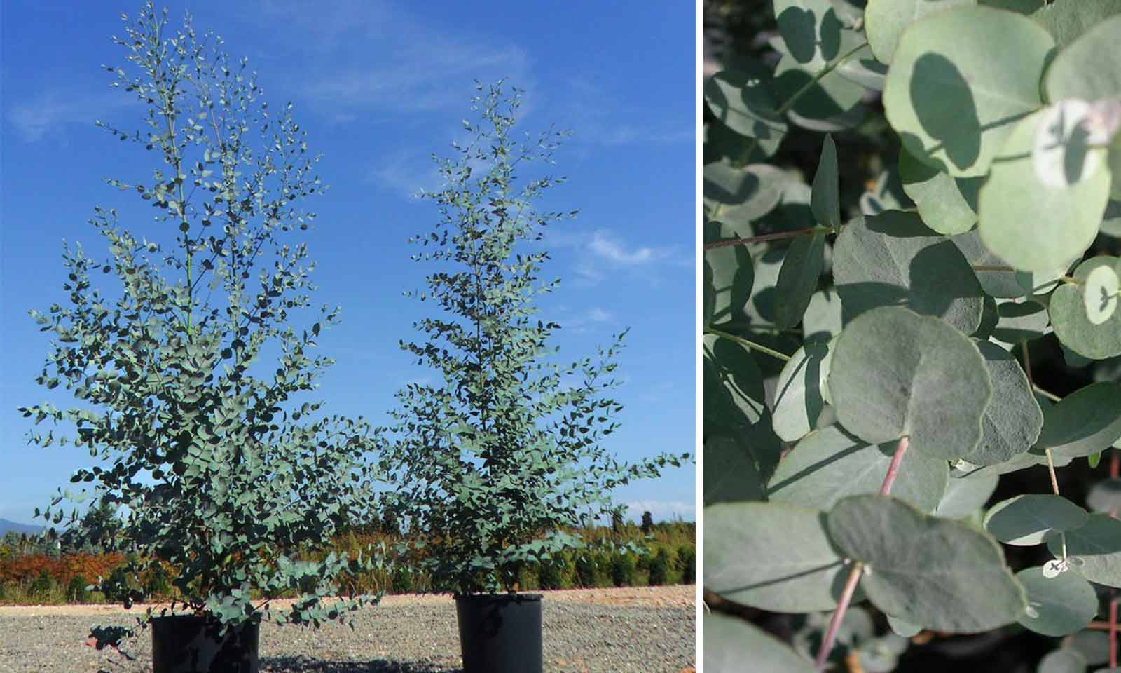 Eucalyptus Plants for Sale - Buying & Growing Guide 