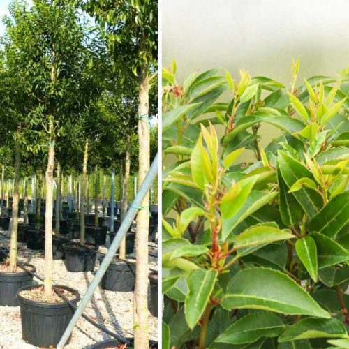 Prunus Lusitanica Angustifolia (Portuguese Laurel Cherry) - Standard