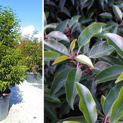 Prunus Lusitanica Angustifolia (Portuguese Laurel Cherry) - Shrub