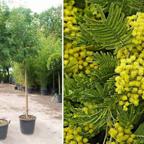 Acacia Dealbata (Mimosa Tree) - Standard