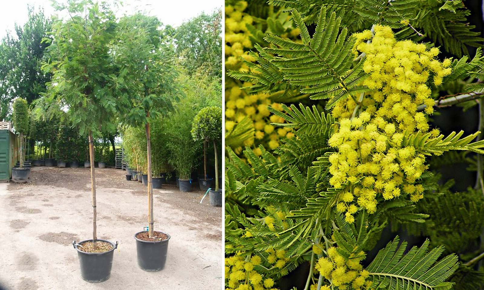 Acacia Dealbata (Mimosa Tree) – Standard – Garden Plants Online