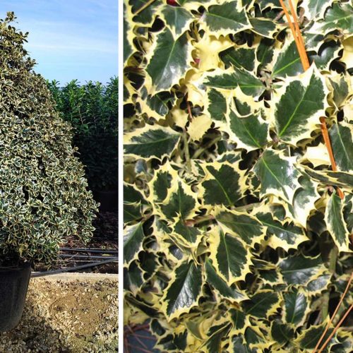 Ilex Aquifolium 'Argenteomarginata' (Variegated English Holly) – Extra