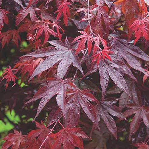 Acer Palmatum 'Bloodgood' (Japanese Maple ‘Bloodgood’) - Shrub