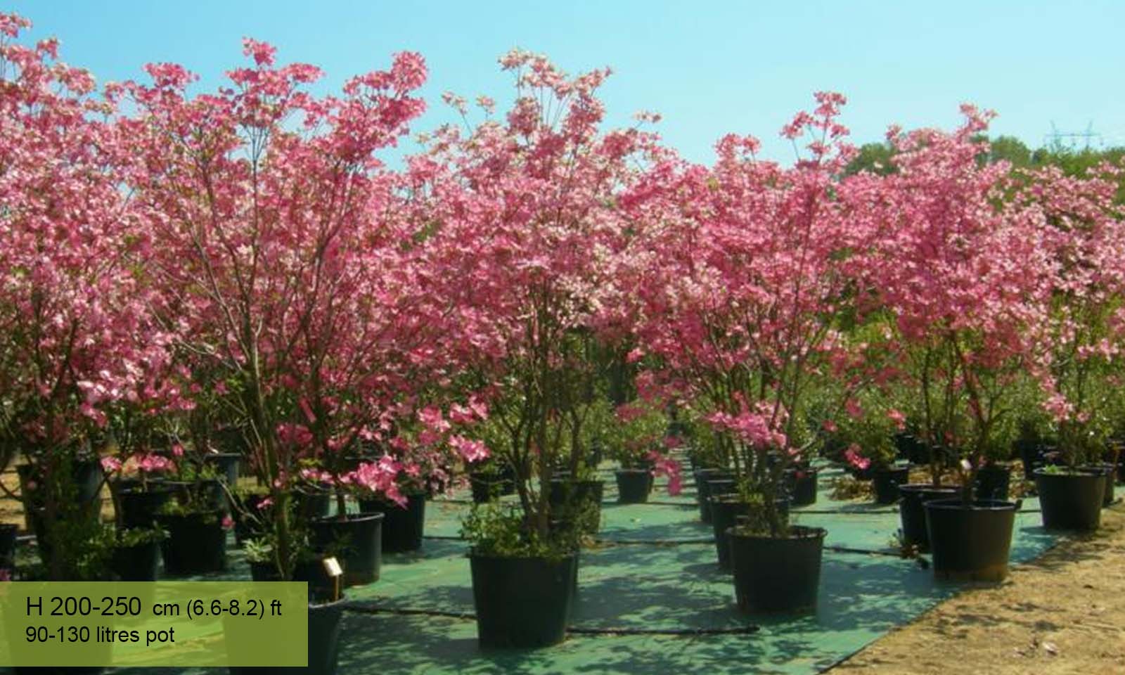 Cornus Florida Rubra (Flowering Dogwood)