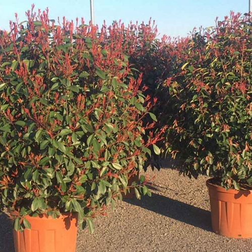 Photinia Serrulata Red Robin - Ball