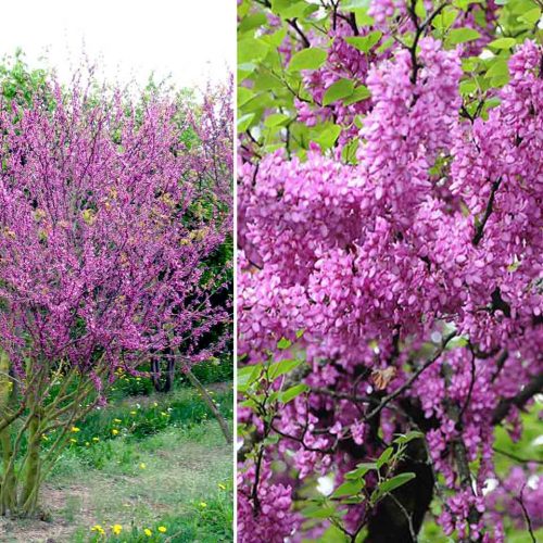 Cercis Siliquastrum (Judas Tree) – Multi-Stem