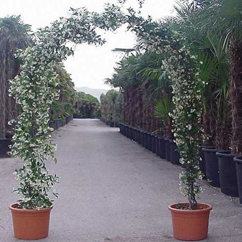 Rhyncospermum Jasminoides - Arch