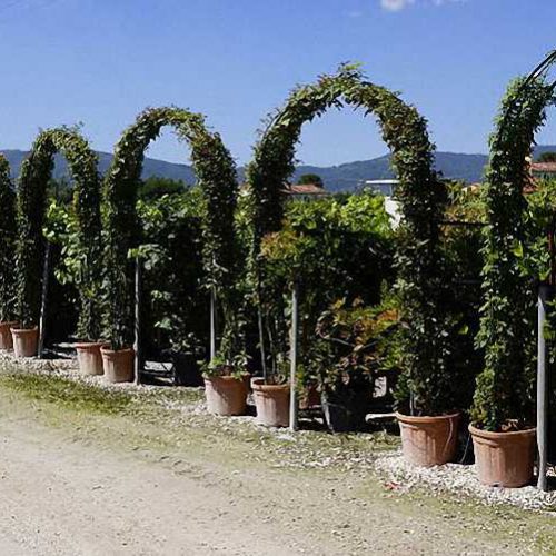 Fagus Sylvatica (Common Beech) – Arch