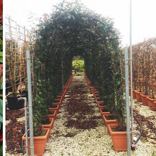 Photinia x FraserI Red Robin – Arch