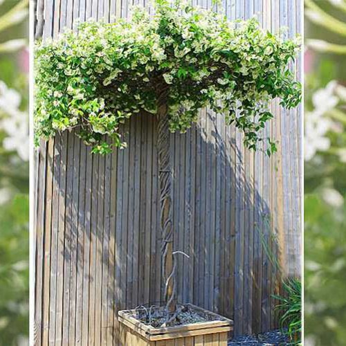 Rhyncospermum Jasminoides / Trachelospermum Jasminoides (Star Jasmine) – Roof Shape