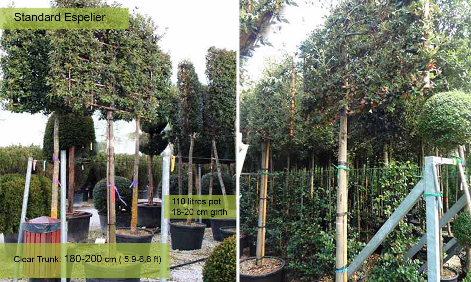 Quercus Ilex (Holm Oak / Evergreen Oak) - Standard Espalier