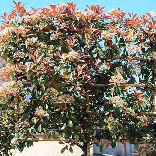 Photinia x Fraseri Red Robin (Christmas Berry Red Robin) - Standard Espalier