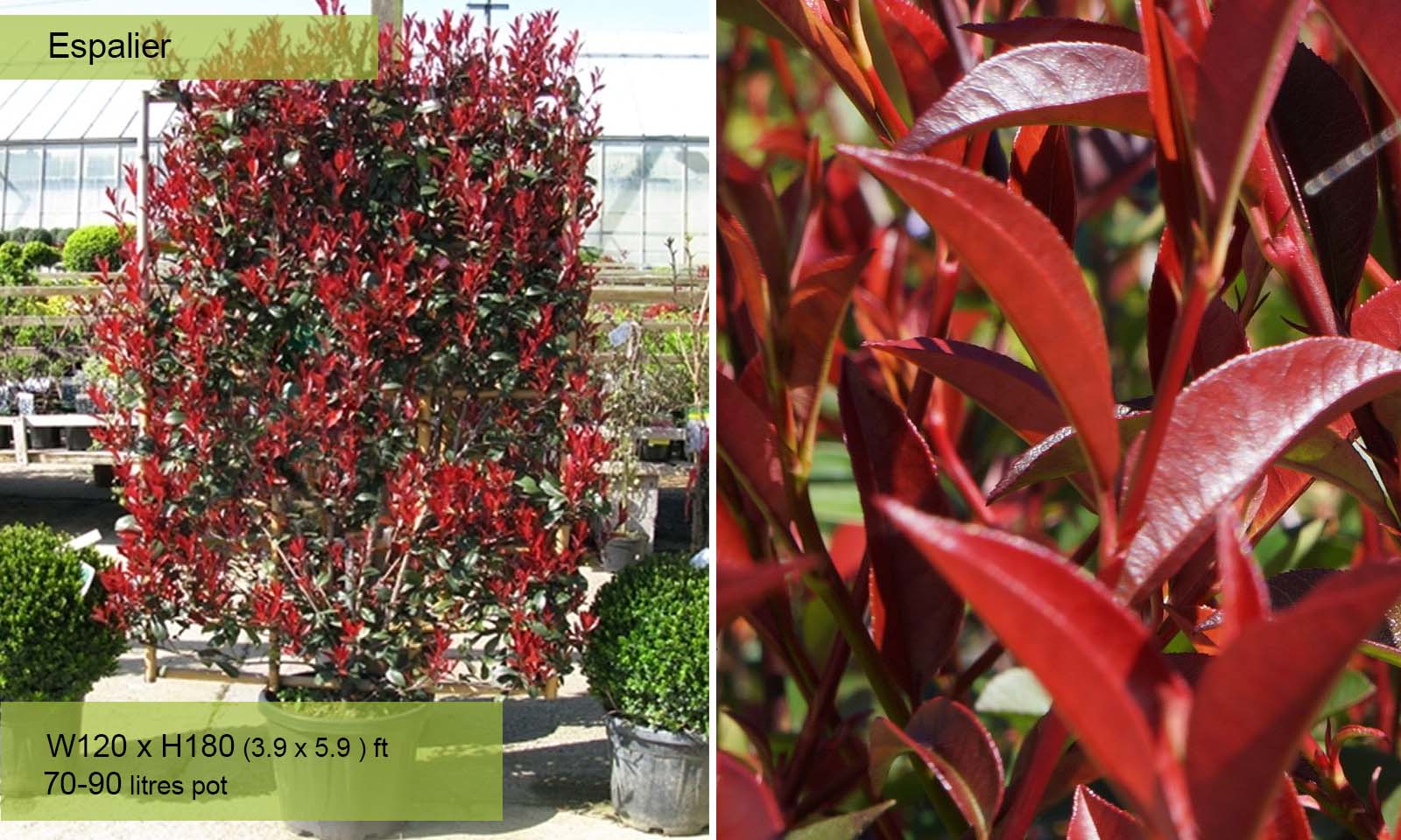 Bank spids byrde Photinia x Fraseri Red Robin – Espalier – Garden Plants Online