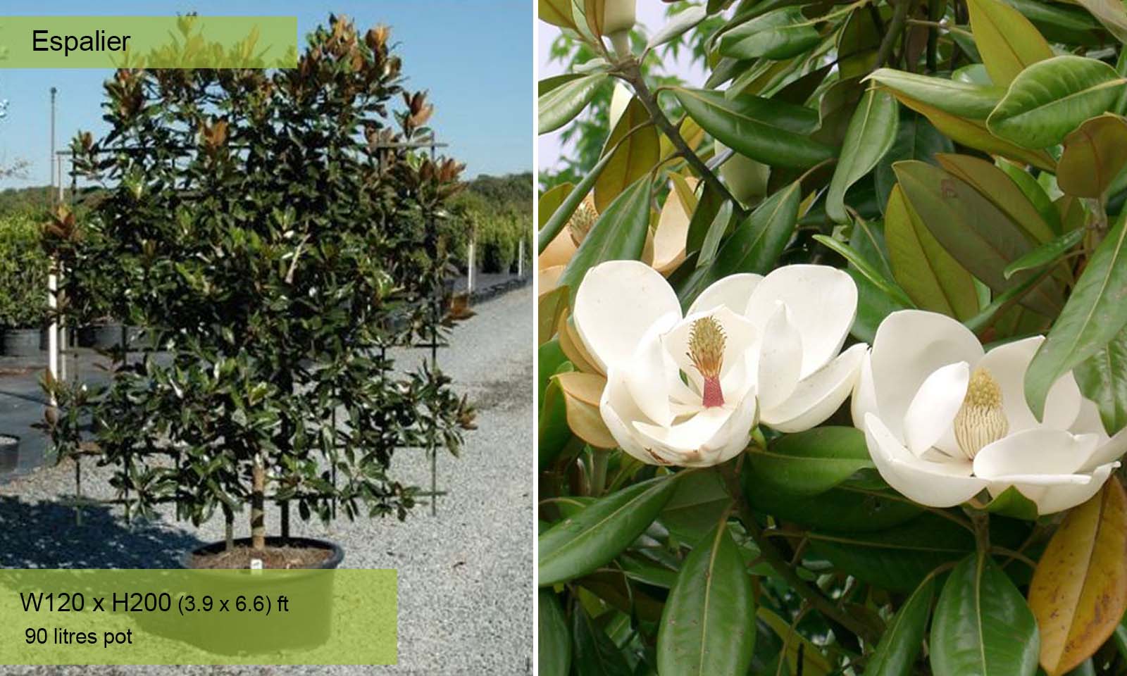 Magnolia Grandiflora - Espalier
