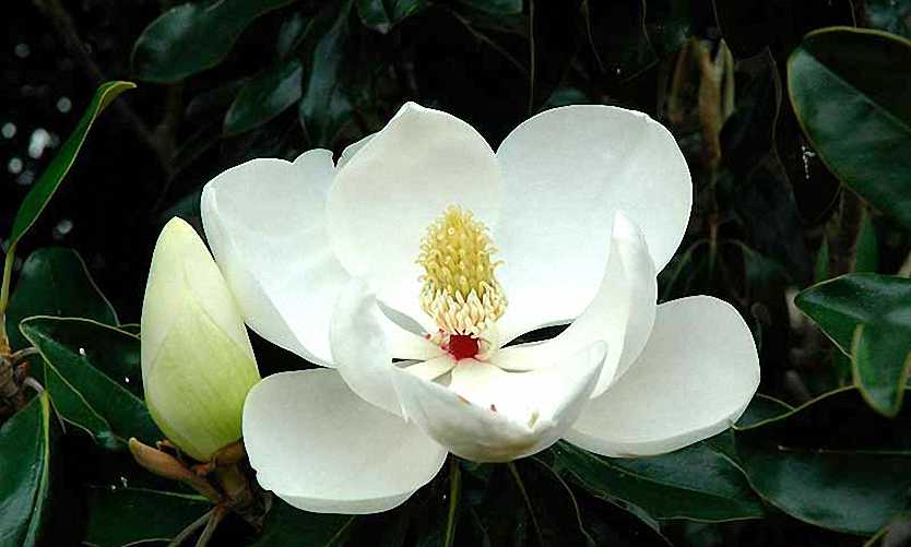 Magnolia Grandiflora - Espalier