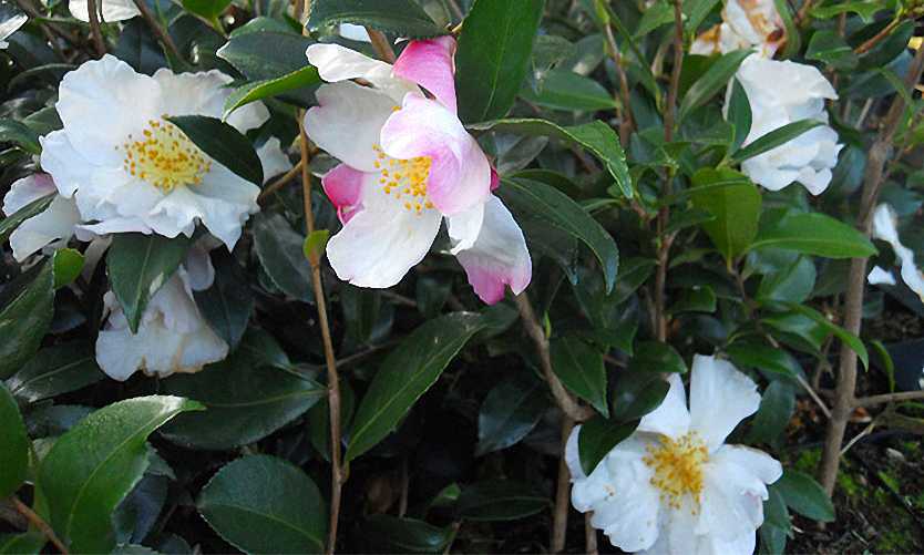 Camellia Sasanqua - Espalier