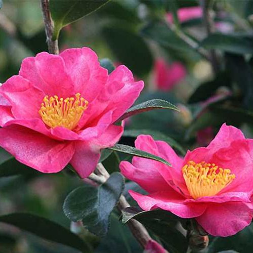 Camellia Sasanqua - Espalier