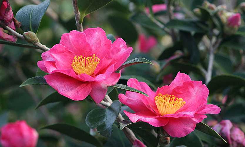 Camellia Sasanqua - Espalier