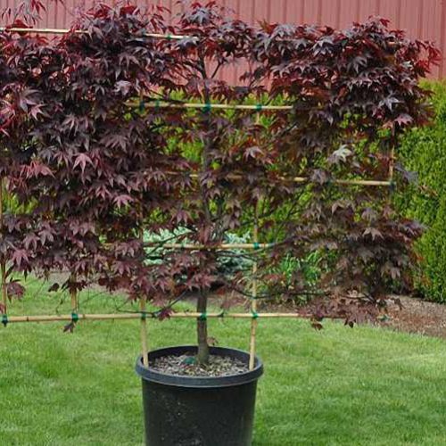 Acer Palmatum 'Bloodgood' (Japanese Maple ‘Bloodgood’) – Espalier